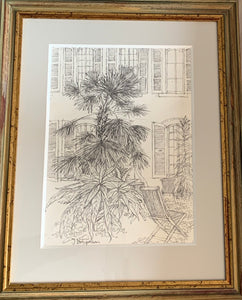 Pencil on paper drawing: Riviera palm (artist Joanne Brogden RA 1929-2013)